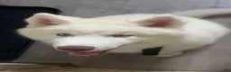 Siberian Husky dogs for sale: Milo  - Ad 12