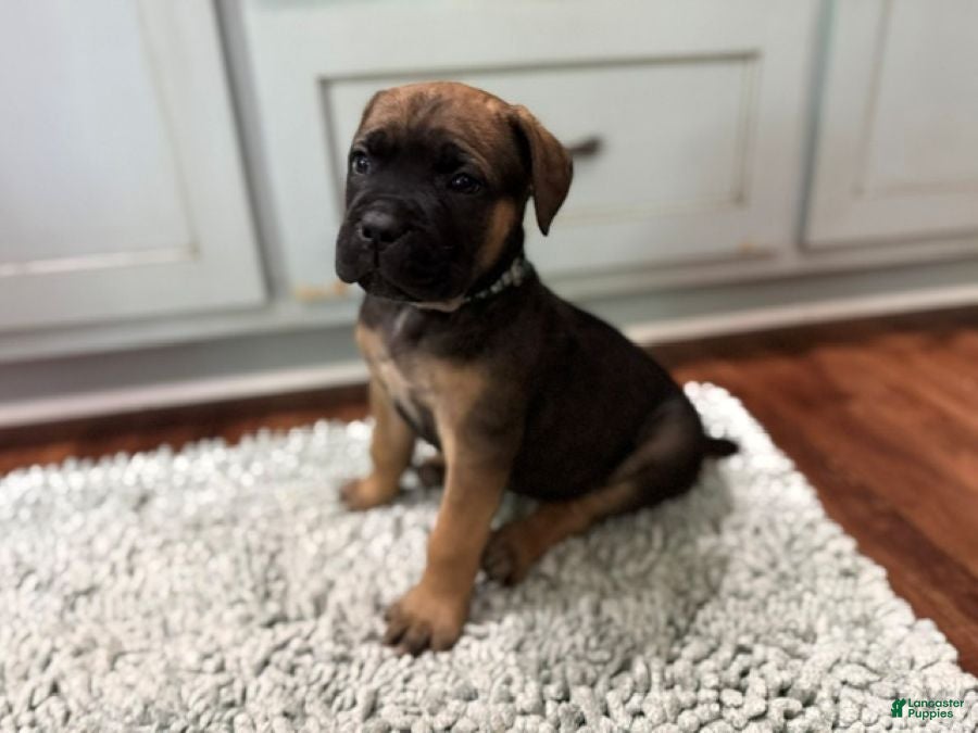 Cane Corso dogs Grace - Ad 2