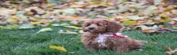 Cavapoo dogs for sale: Benni - Ad 5