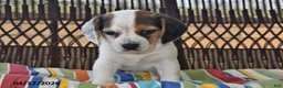 Beagle dogs for sale: Bailey - Ad 3