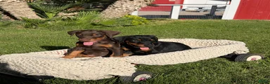 Doberman Pinscher 1