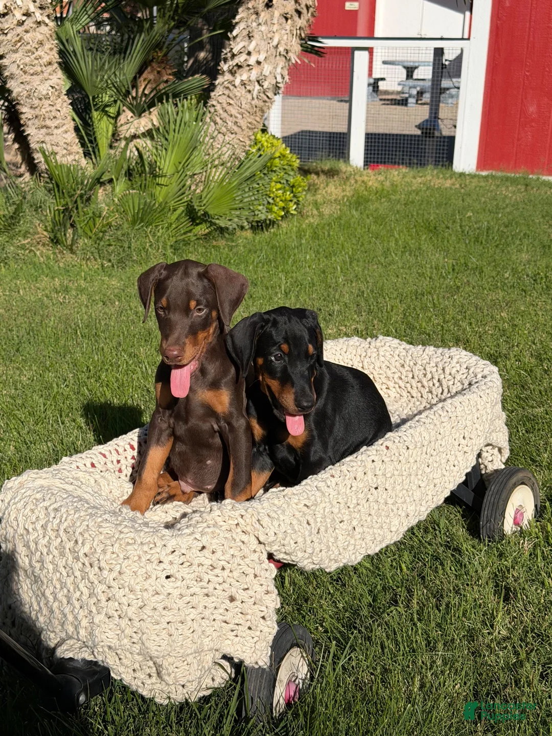 Doberman Pinscher dogs for sale: Doberman Pinscher 1 - Ad 1