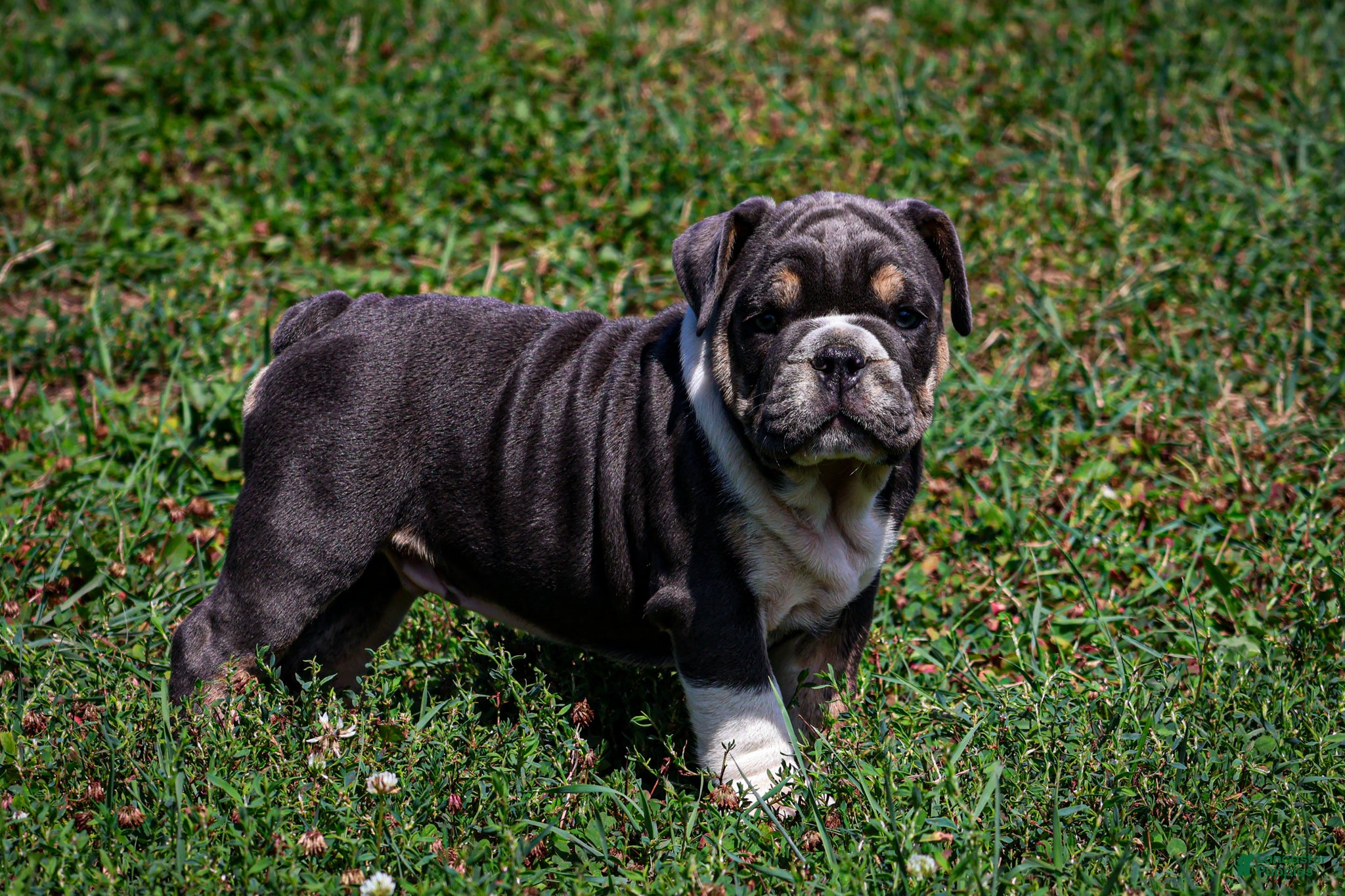 English Bulldog dogs Dino - Ad 1