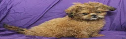 Shihpoo dogs for sale: Peanut - Ad 3
