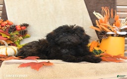 Mini Goldendoodle dogs for sale: Coconut - Image 5