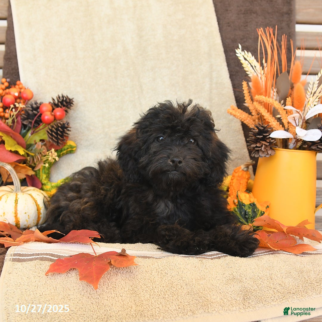 Mini Goldendoodle dogs for sale: Coconut - Image 5