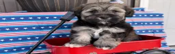 Mixed Breed dogs for sale: Janelle  - Ad 2