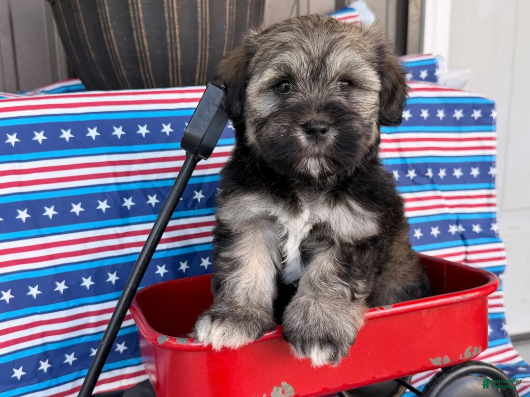 Mixed Breed dogs for sale: Janelle  - Ad 2