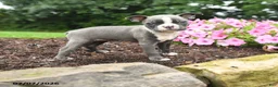 Boston Terrier dogs for sale: Debrah - Ad 1
