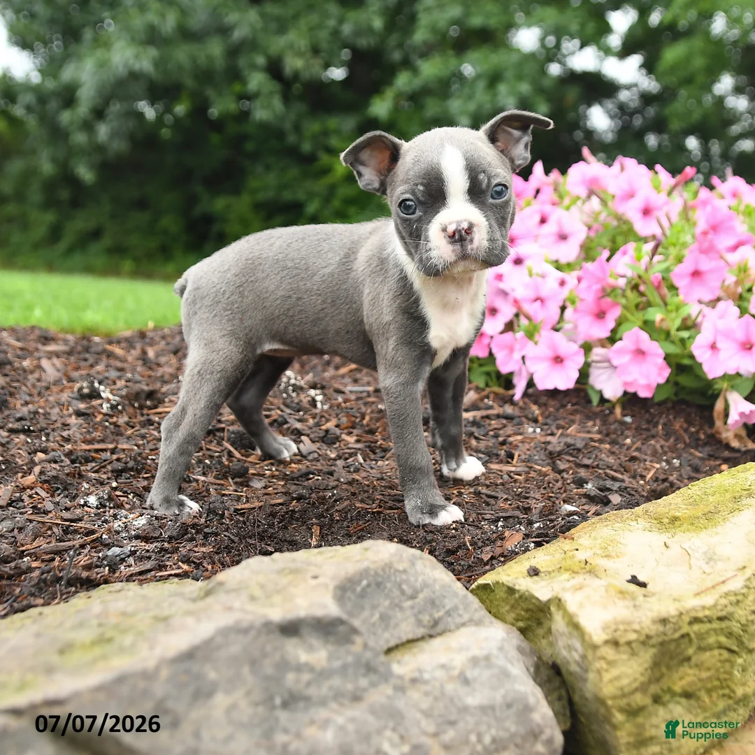 Boston Terrier dogs for sale: Debrah - Ad 1