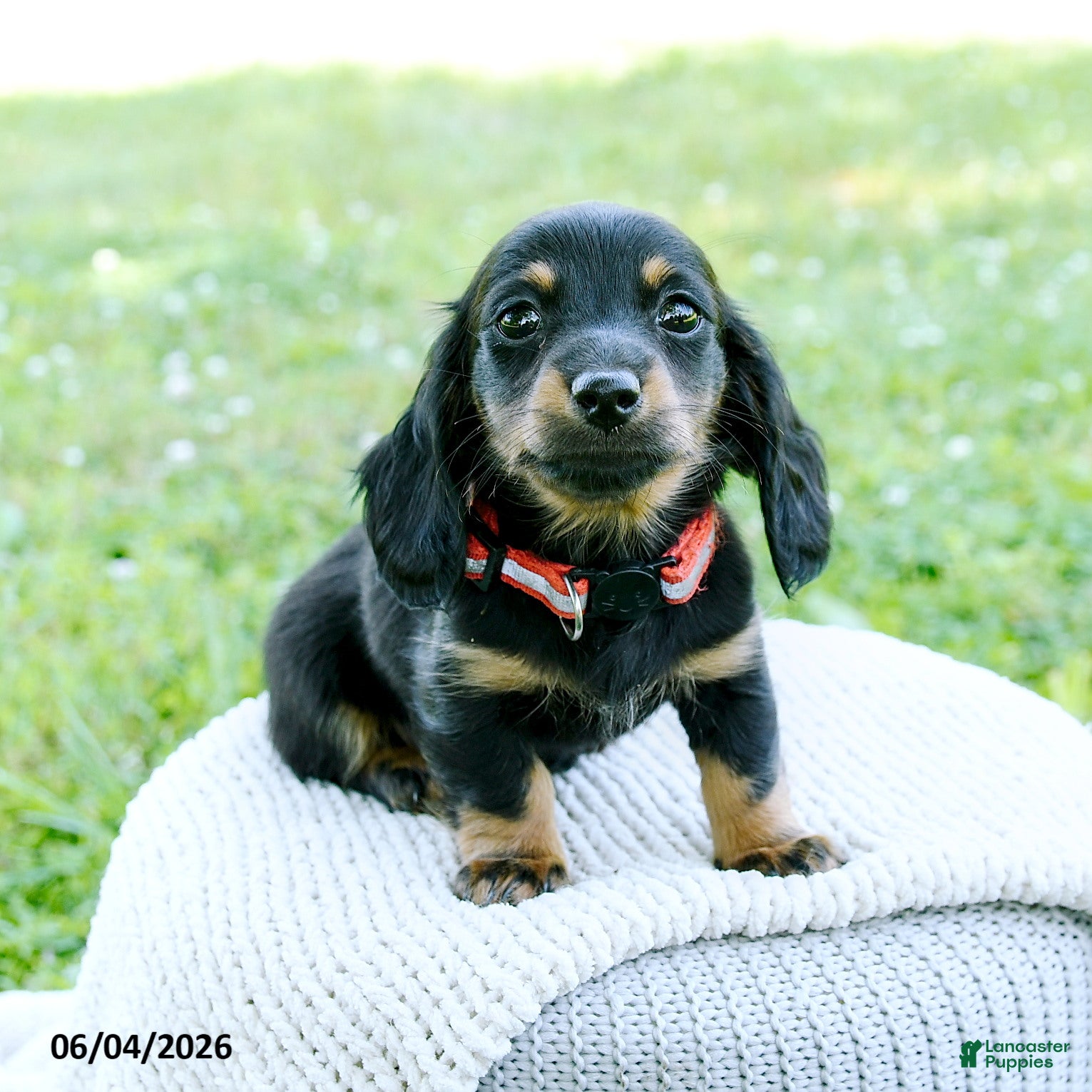 Miniature Dachshund dogs Dahlia - Ad 2