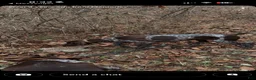 German Shorthaired Pointer dogs for sale: German Shorthaired Pointer 4 - Ad 3
