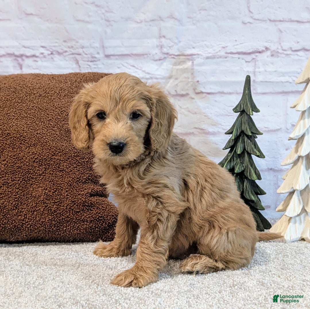 Mini Goldendoodle dogs for sale: Louie - Ad 4