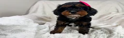 Cavapoo dogs for sale: Hershey 🎀🍫 - Ad 14