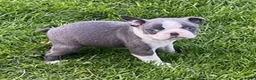 Boston Terrier dogs for sale: Chloe - Ad 4