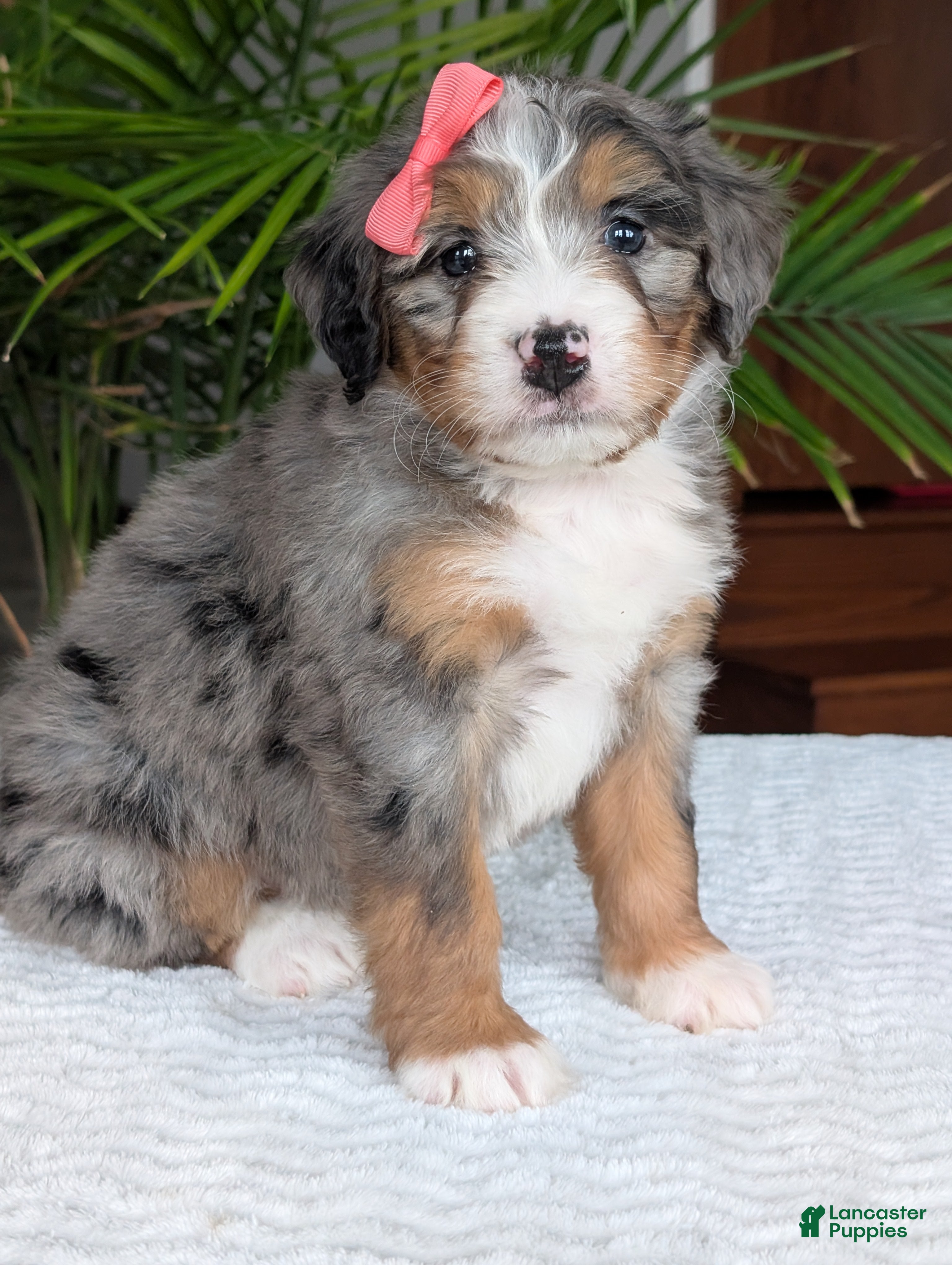 Mini Bernedoodle dogs Mini Pippa  - Ad 2