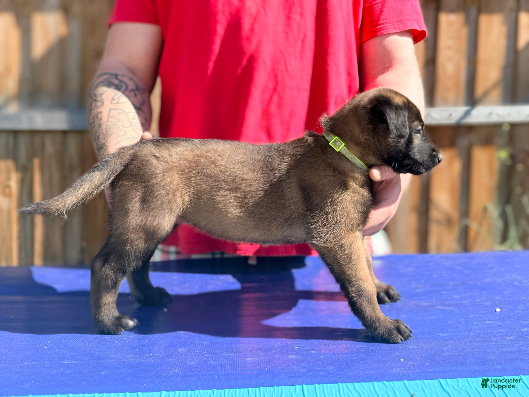 Belgian Malinois dogs Belgian Malinois - Green Collar - Ad 18