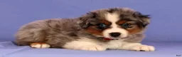 Miniature Australian Shepherd dogs for sale: Joey - Ad 4