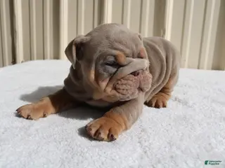 English Bulldog dogs for sale: Becca - Ad 4