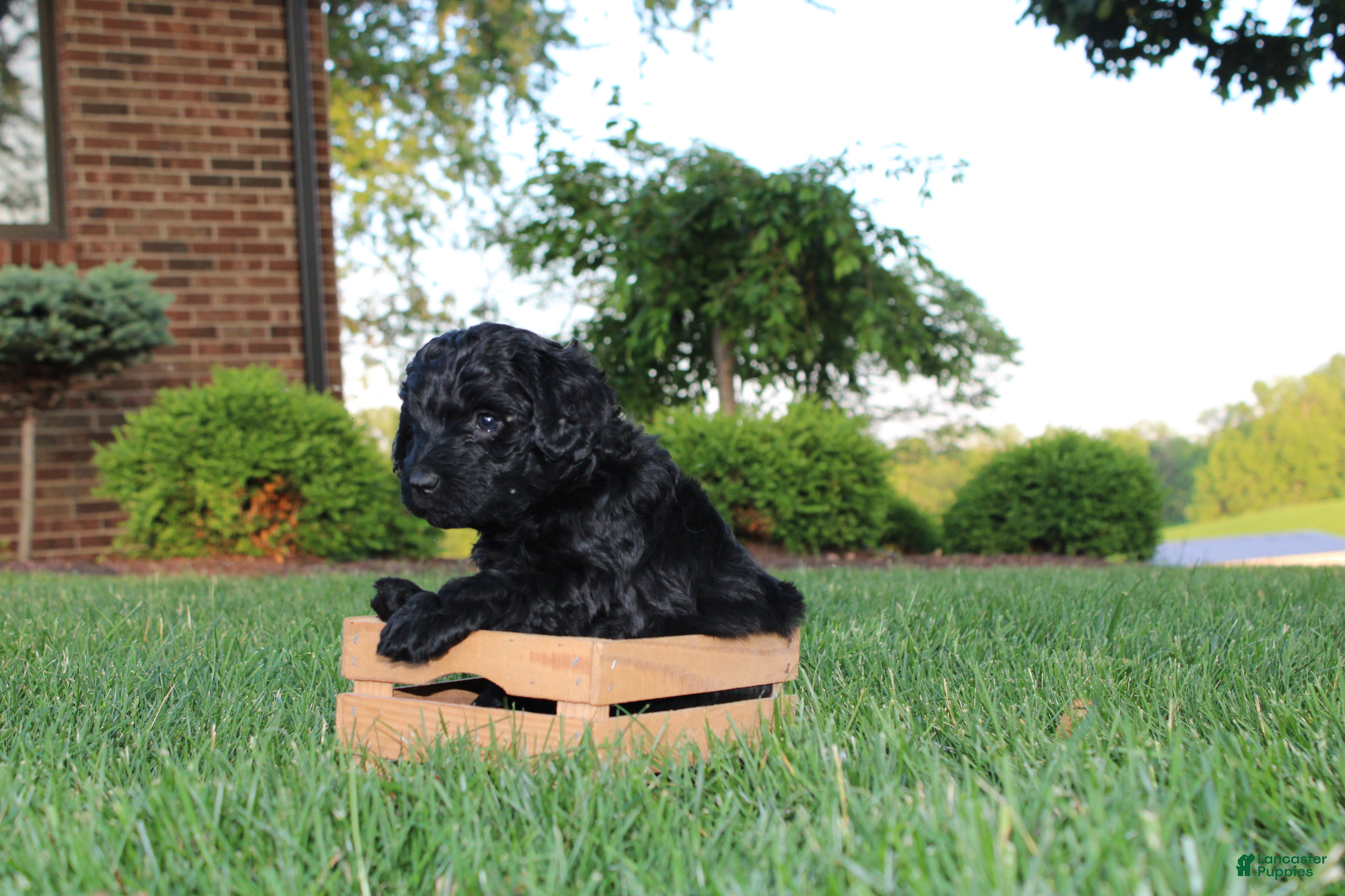 Mini Goldendoodle dogs Ella - Ad 2