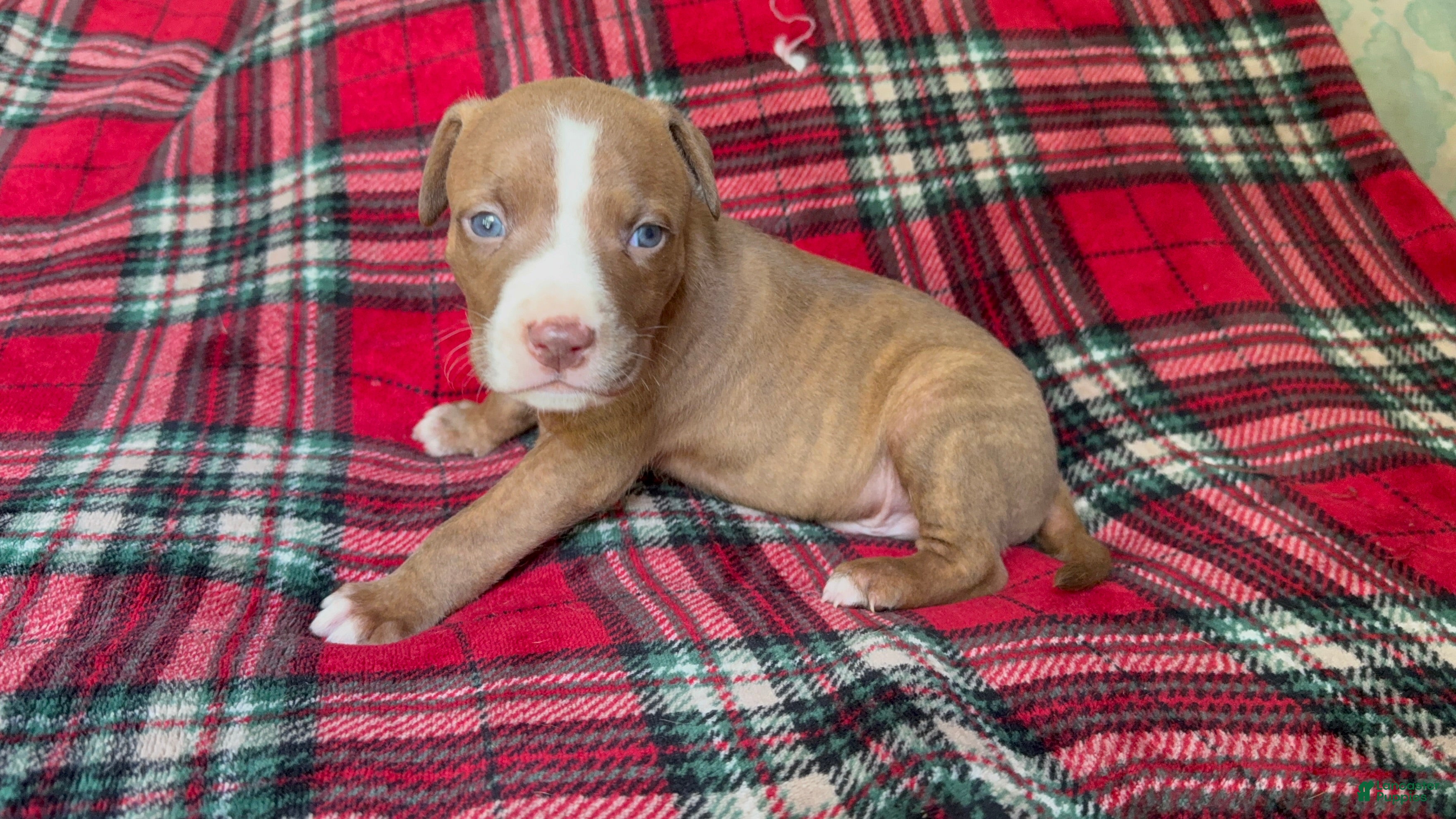 American Bully dogs American Bully 3 - Ad 35