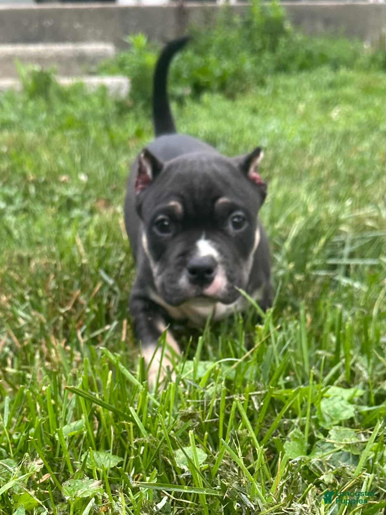 American Bully dogs Turbo - Ad 19