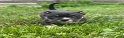 American Bully dogs for sale: Turbo - Ad 4