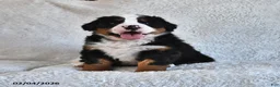 Bernese Mountain Dog dogs for sale: Jax - Ad 3