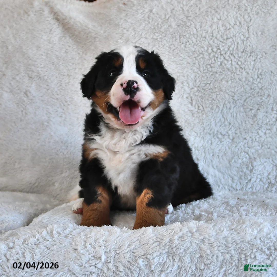 Bernese Mountain Dog dogs for sale: Jax - Ad 3
