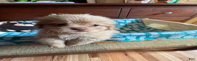 Shih Tzu 1