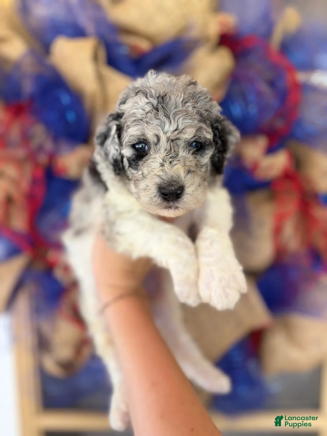 Aussiedoodle dogs for sale: Aussiedoodle 4 - Ad 1