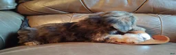 Yorkiepoo dogs for sale: Ms. Teapot  - Ad 11