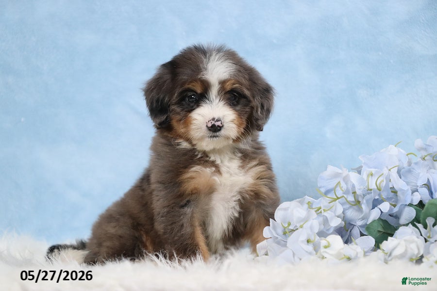 Mini Bernedoodle dogs Darcy - Ad 1