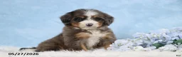 Mini Bernedoodle dogs for sale: Darcy - Ad 1