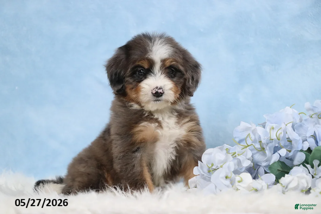 Mini Bernedoodle dogs for sale: Darcy - Ad 1