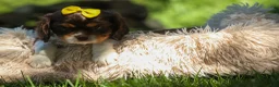 Cavalier King Charles Spaniel dogs for sale:  Arthur 🐶 - Ad 19