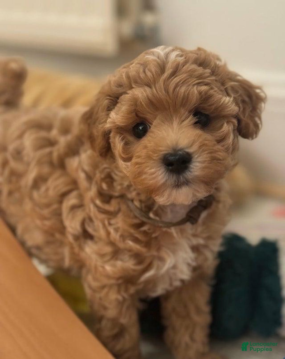 Maltipoo dogs for sale: Ciri - Ad 10