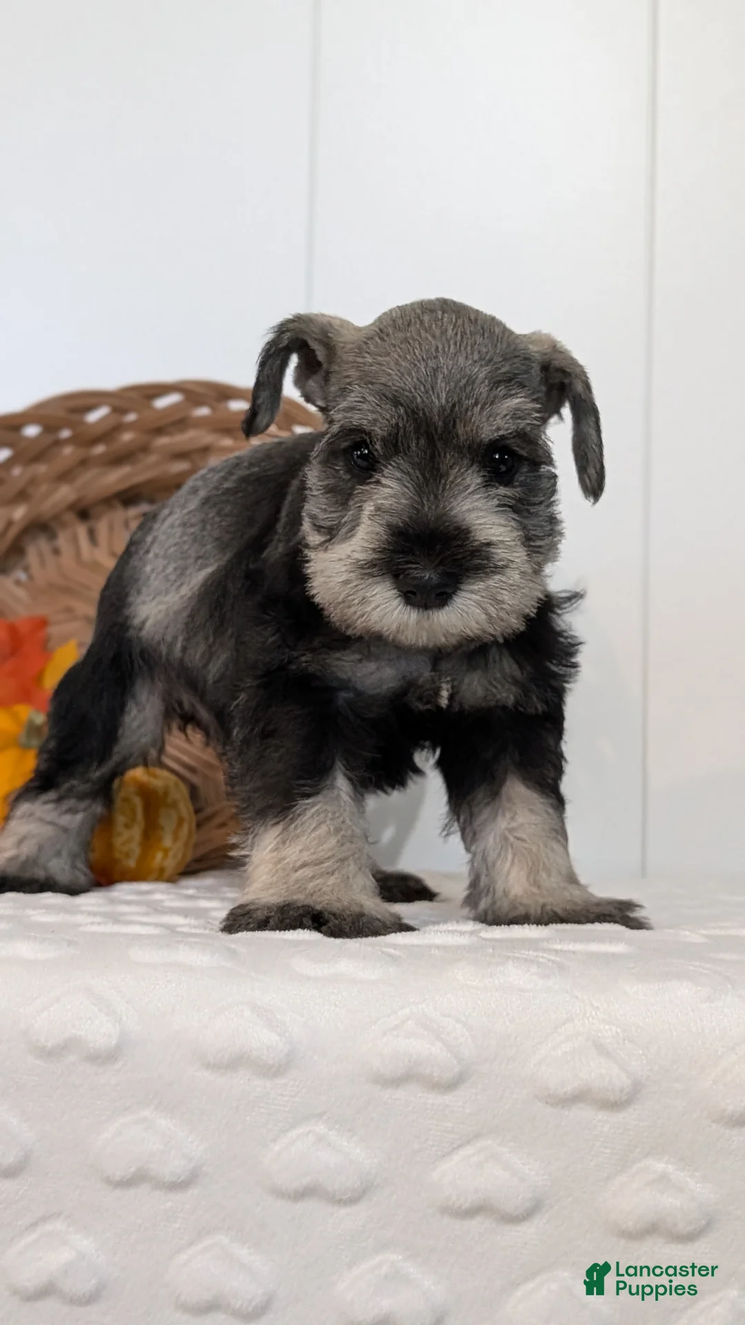 Miniature Schnauzer dogs for sale: Ziggy - Ad 2