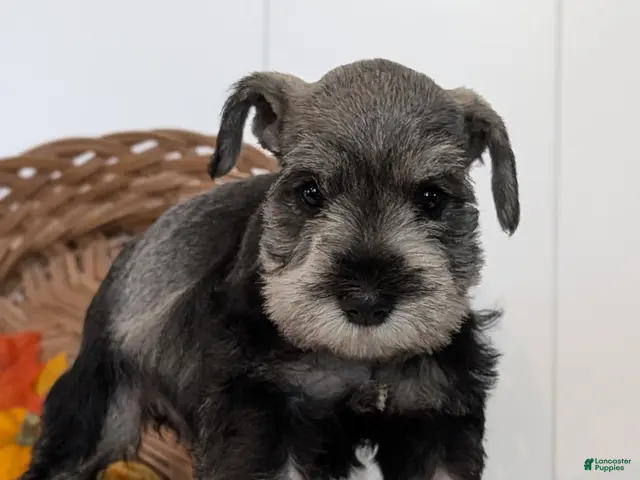 Miniature Schnauzer dogs for sale: Ziggy - Ad 2