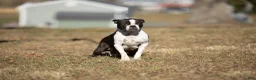 Boston Terrier dogs for sale: Rusty a Boston Terrier Puppy  - Ad 6