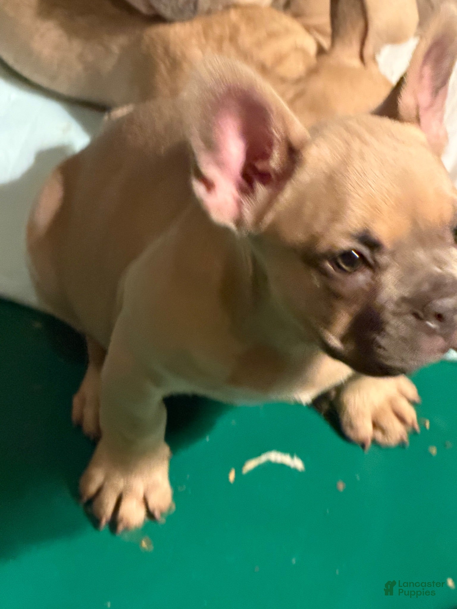 French Bulldog dogs French Bulldog 3 - Ad 19