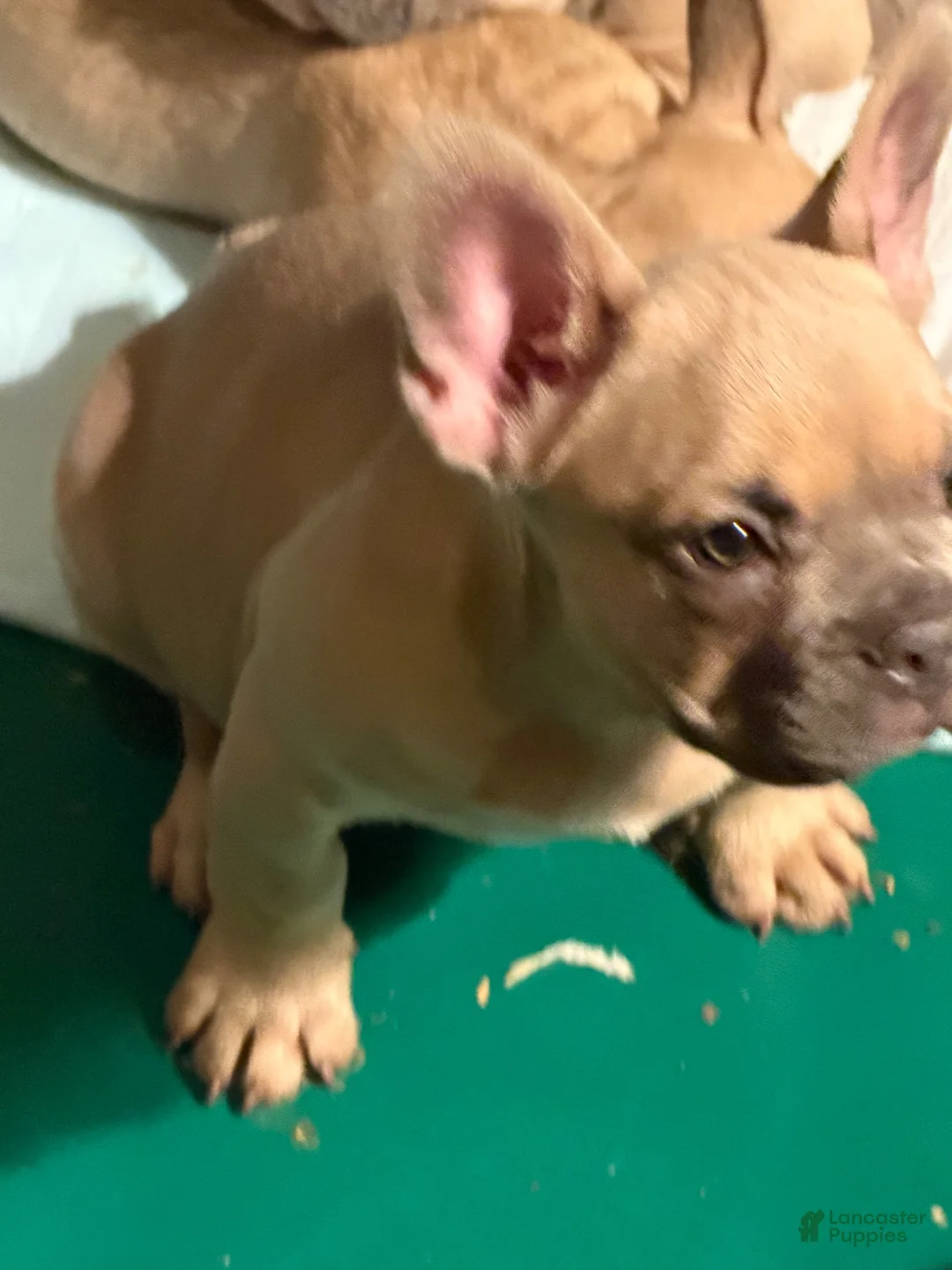 French Bulldog dogs for sale: French Bulldog 3 - Ad 1