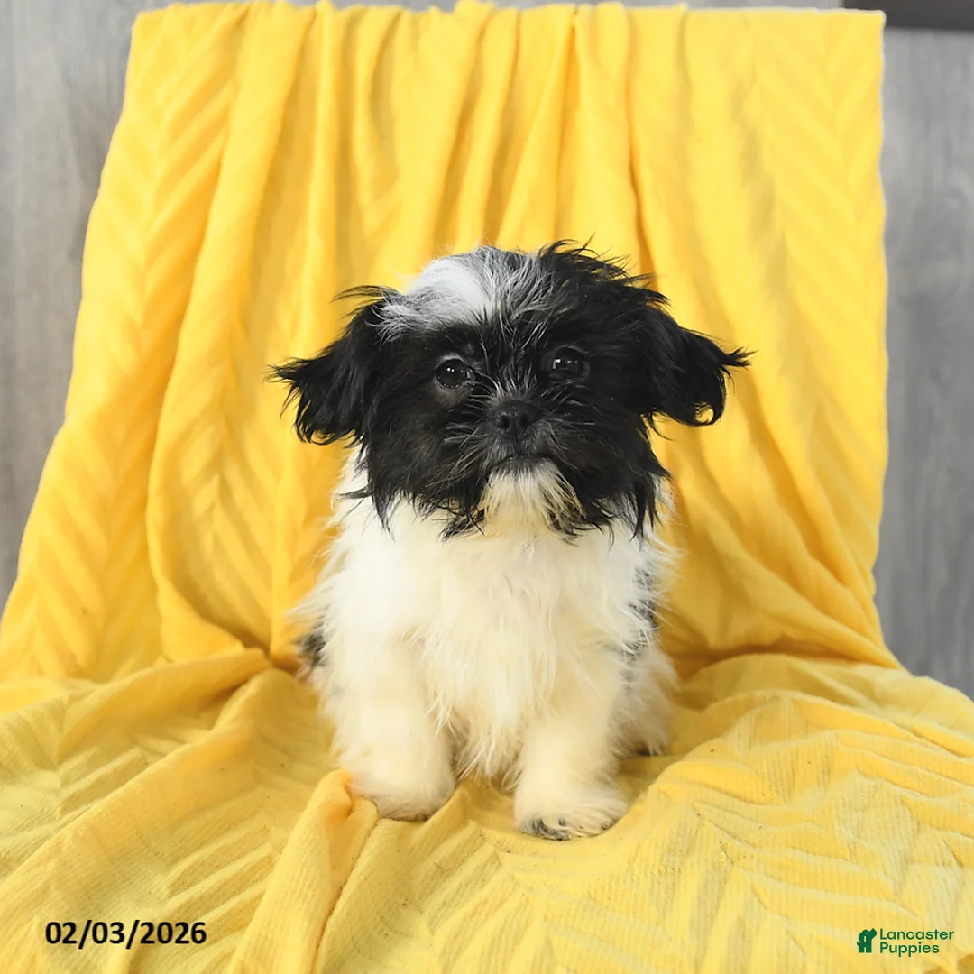 Shih Tzu dogs for sale: Annie - Ad 5
