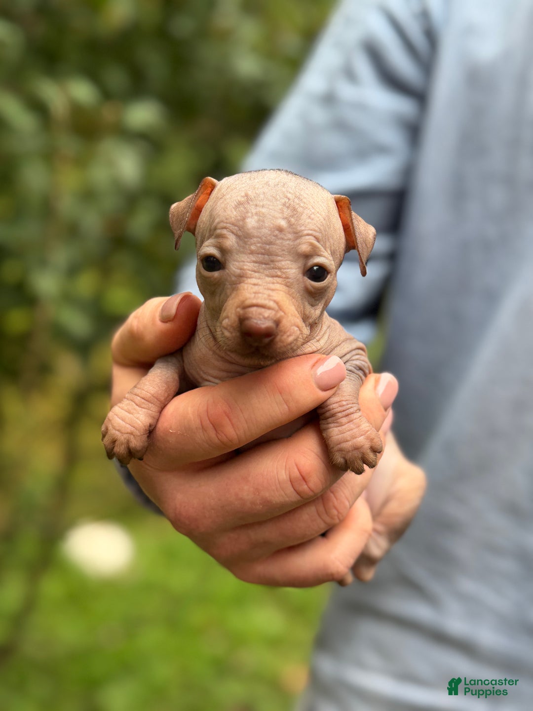 Mixed Breed dogs for sale: Cleopatra  - Ad 65