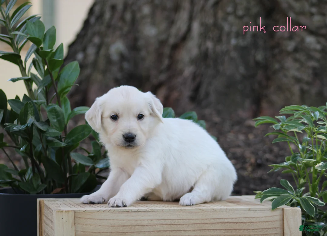Golden Retriever dogs for sale: Golden Retriever Pink Collar - Ad 4