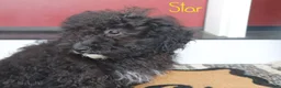 Mini Bernedoodle dogs for sale: Star - Ad 1
