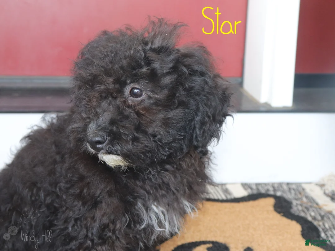 Mini Bernedoodle dogs for sale: Star - Ad 1