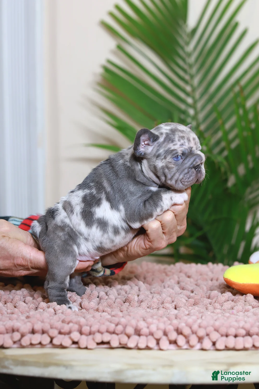 French Bulldog dogs for sale: ROSE - Ad 5