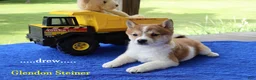 Shiba Inu dogs for sale: Drew - Ad 3
