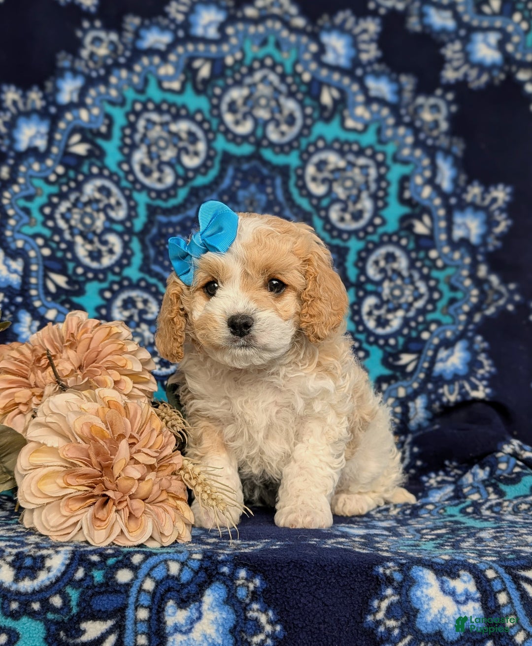 Cavapoo dogs for sale: Willis - Ad 6